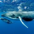 bitcoin-buoyed-by-big-money:-whales-gobble-more-btc,-signaling-bullish-outlook