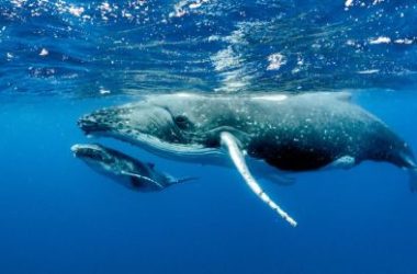 bitcoin-buoyed-by-big-money:-whales-gobble-more-btc,-signaling-bullish-outlook