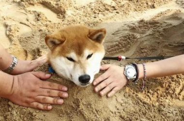 shiba-inu-loses-14%-in-last-7-days-–-will-the-misery-worsen?