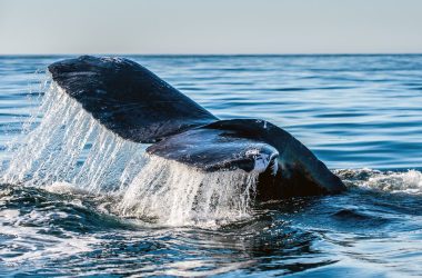 curve-dao-price-soars-amid-fresh-whale-accumulation