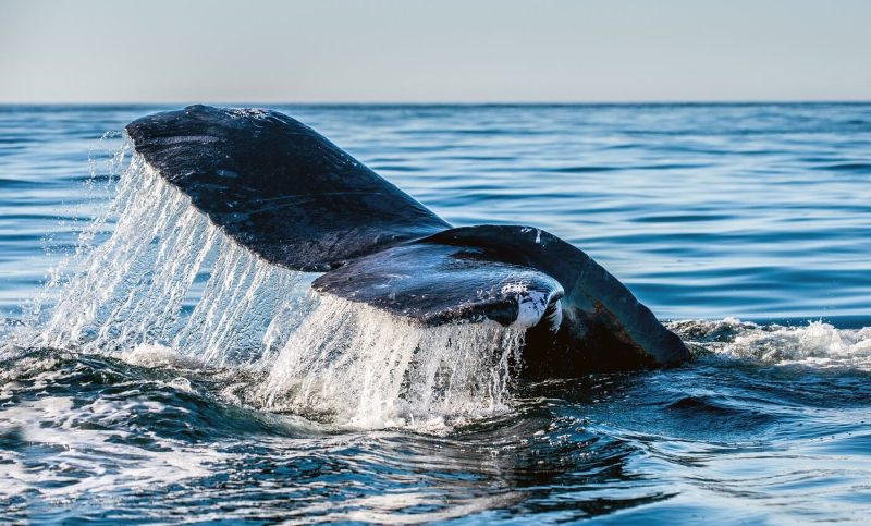 curve-dao-price-soars-amid-fresh-whale-accumulation