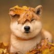 zksync-(zk)-and-shiba-inu-(shib)-plummet,-investors-turn-to-bitbot-ahead-of-listing