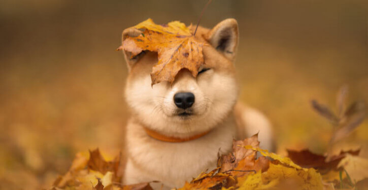zksync-(zk)-and-shiba-inu-(shib)-plummet,-investors-turn-to-bitbot-ahead-of-listing
