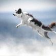 dogwifhat-(wif)-jumps-21%-as-analysts-see-$4.5-price-tag