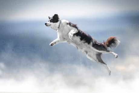 dogwifhat-(wif)-jumps-21%-as-analysts-see-$4.5-price-tag