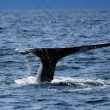 buy-the-dip?-xrp-whales-doing-exactly-that-–-is-a-price-rally-next?