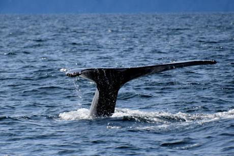 buy-the-dip?-xrp-whales-doing-exactly-that-–-is-a-price-rally-next?