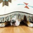 is-dogwifhat-(wif)-down-for-the-count?-price-tanks-15%-on-whale-exodus