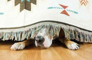 is-dogwifhat-(wif)-down-for-the-count?-price-tanks-15%-on-whale-exodus