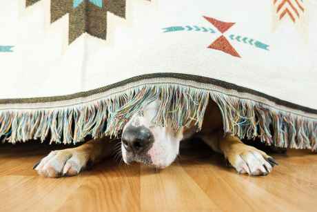 is-dogwifhat-(wif)-down-for-the-count?-price-tanks-15%-on-whale-exodus