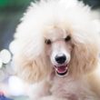 dogecoin-targets-recovery-as-investors-choose-poodlana
