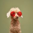 sol-shorts-suffer-as-price-surges;-solana’s-poodlana-hits-$3-million-milestone