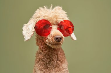 sol-shorts-suffer-as-price-surges;-solana’s-poodlana-hits-$3-million-milestone