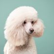 poodlana-presale-ends-in-under-72-hours:-should-you-buy?
