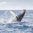 whale-doubles-down-on-sol-as-traders-eye-bitcoin-dogs