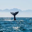 ethereum-falls-below-$2.6k-as-whales-dump-eth