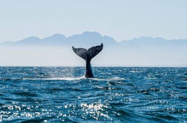 ethereum-falls-below-$2.6k-as-whales-dump-eth
