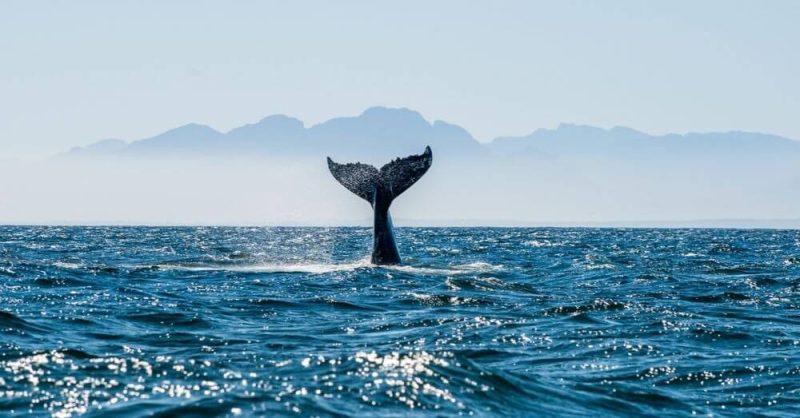 ethereum-falls-below-$2.6k-as-whales-dump-eth