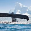 whale-dumps-$3-million-worth-of-inj-and-buys-ldo