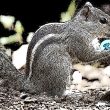 pnut-meme-coin-soars-amid-coinbase-listing-news