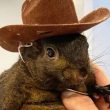 squirrel-dad-sends-legal-warning-to-binance-for-alleged-misuse-of-pnut-branding
