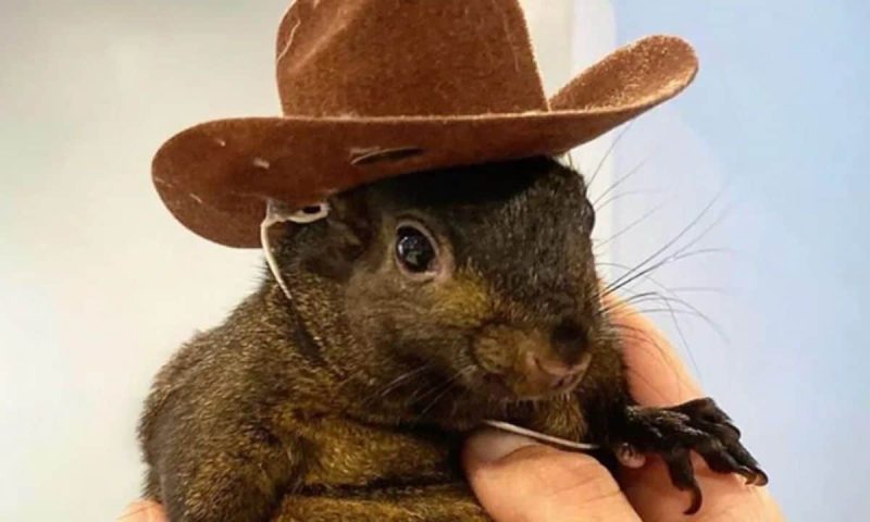 squirrel-dad-sends-legal-warning-to-binance-for-alleged-misuse-of-pnut-branding