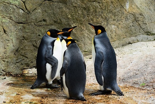 market-volatility-rocks-pudgy-penguins’-$1.5b-pengu-airdrop-on-solana