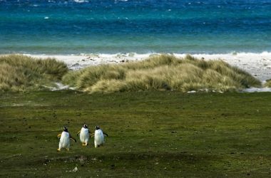 pengu-overtakes-wif-and-grt-as-market-cap-surges-521%