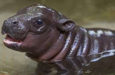 moo-deng-crypto-climbs-70%-on-news-of-buterin’s-baby-hippo-adoption