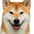 shiba-inu-builds-momentum:-‘monster’-price-move-coming—analyst