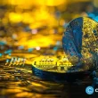 satoshi-action-fund-raises-$300,000-as-it-advances-bitcoin-advocacy