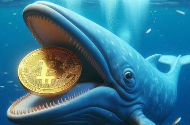 bitcoin-whales-on-the-rise-as-market-sees-price-boom-–-what-it-means