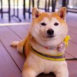dogecoin-‘power-of-3’-pattern-enters-distribution-phase:-massive-bull-run-incoming?