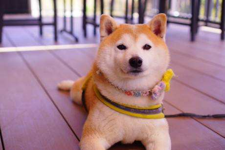 dogecoin-‘power-of-3’-pattern-enters-distribution-phase:-massive-bull-run-incoming?