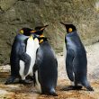 abstract-network-launch-triggers-pudgy-penguins-(pengu)-price-surge