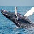behind-cardano-15%-correction:-here’s-how-much-ada-whales-sold