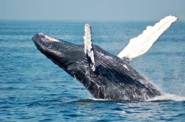 behind-cardano-15%-correction:-here’s-how-much-ada-whales-sold