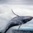 dogecoin-whales-go-ham-as-they-buy-560-million-doge-in-one-week