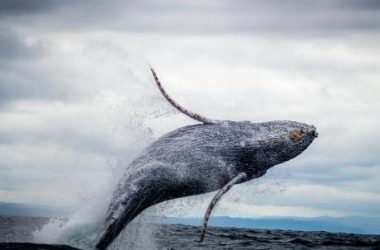 dogecoin-whales-go-ham-as-they-buy-560-million-doge-in-one-week
