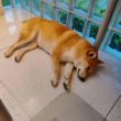 shiba-inu-set-for-a-10-fold-explosion?-analysts-predict-6,000%-surge
