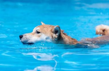 final-dip?-dogecoin-correction-could-precede-a-record-surge—analyst