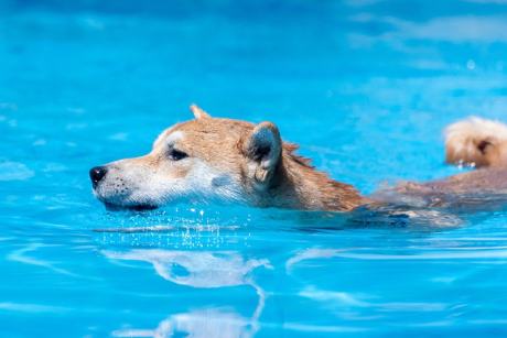 final-dip?-dogecoin-correction-could-precede-a-record-surge—analyst