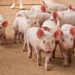over-$5.5-billion-stolen-in-pig-butchering-scams:-cyvers-reports
