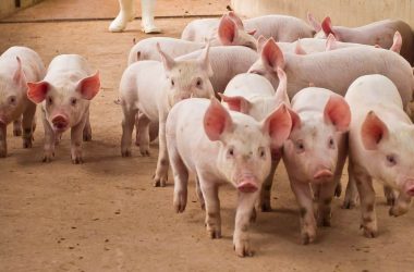 over-$5.5-billion-stolen-in-pig-butchering-scams:-cyvers-reports
