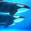 hyperliquid-whale-denies-cybercrime-claims,-zachxbt-to-release-evidence