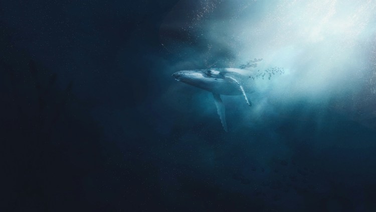 bitcoin-whales-make-big-moves-as-bullish-momentum-resurfaces