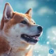 dogecoin-price-has-crashed,-but-a-rare-pattern-points-to-a-rebound