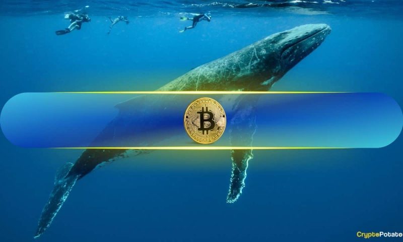 bitcoin-whales-are-back:-could-btc-be-poised-for-a-breakout?