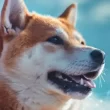 is-dogecoin-hype-dead?-elon-musk-says-doge-not-in-us-plans