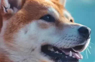 is-dogecoin-hype-dead?-elon-musk-says-doge-not-in-us-plans